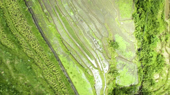 Rice Terrace Fields