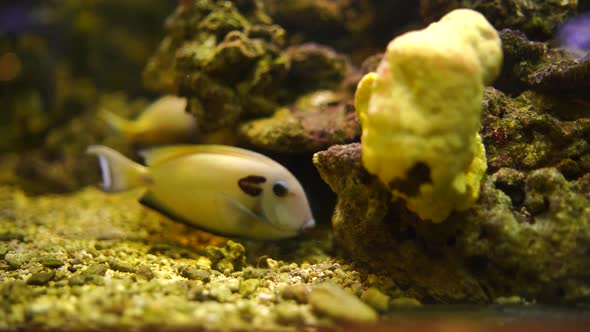 FISH HIDING IN THE CORAL