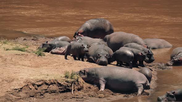 Hippos in a River alt