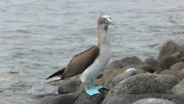 blue-footed booby on the rocky shore of isla lobos in the galapagos alt