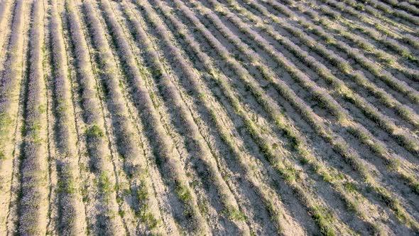 Lavender Meadows in Open Countryside alt