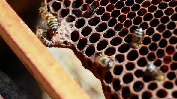 Close-up of honey bee frame covered with bees alt