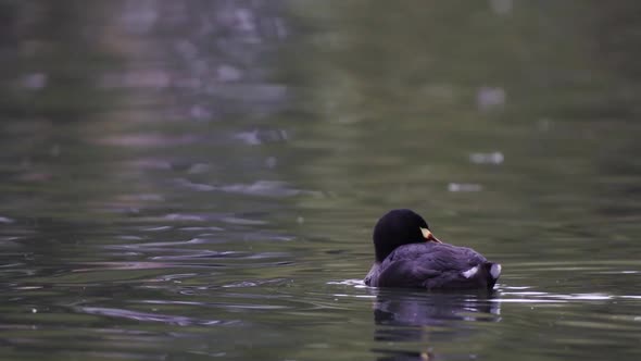 Close up of a red-gartered coot grooming its black feathers with its beak while swimming on a lake. alt