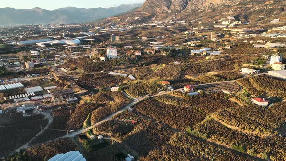 Dry Banana Plantations Aerial View 4 K Alanya Turkey alt