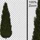 Cupressus Pine Tree - Alpha Channel - Full Hd - VideoHive Item for Sale