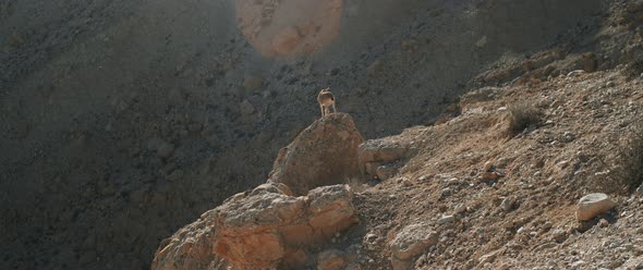 An Ibex climbing down a rock and walks away