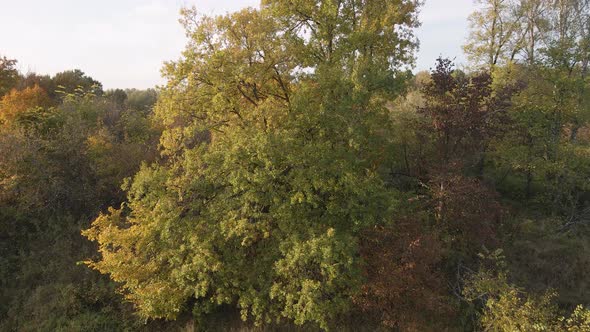 A Bird's Eye View of a Quadcopter Over a Wooded Area at Sunset alt