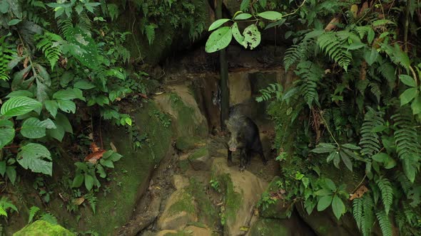 Drone shot that slowly zooms out on a white lipped peccary in the rainforest alt