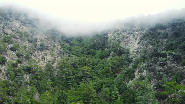 Misty Fog Blowing Over Pine Tree Forest Rainy Weather in Mountains alt