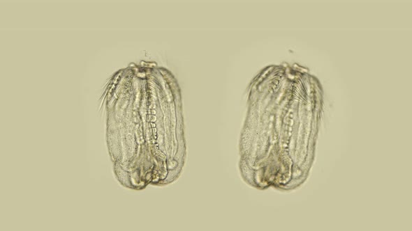 Black Sea Plankton and Zooplankton Under a Microscope,, the Larva of Beroe Ovata, Phylum Ctenophora alt