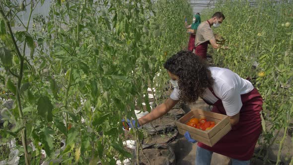 Diverse Farm Workers in Masks Harvesting Tomatoes alt