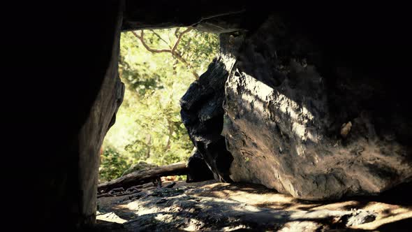 Shot Taken From Inside a Small Cave Looking Out alt