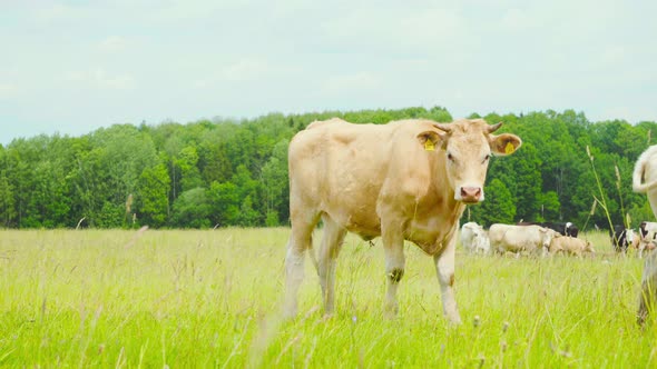 A herd of cows grazing in a meadow alt