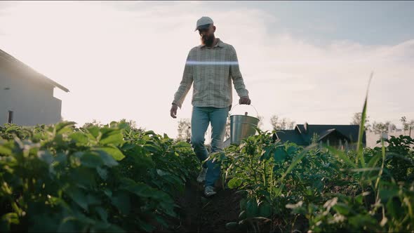 Man Walks Around His Garden Checking His Plants and Vegetables at Sunset alt