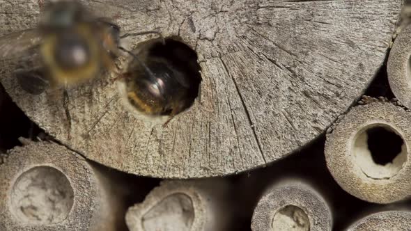 Close up Wild Bees at Insect Hotel in Slow Motion