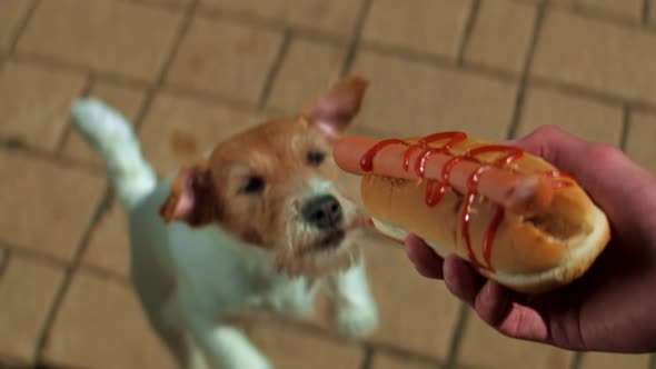 A Fox Terrier is Grabbing a Sausage in a Park alt