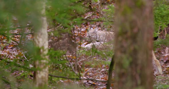 European Lynx Cub Sneaks in the Forest