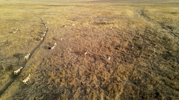 Wild Saiga Antelope Running. Herd of Antelope Running on Steppes To River.  Hdr Slow Motion alt
