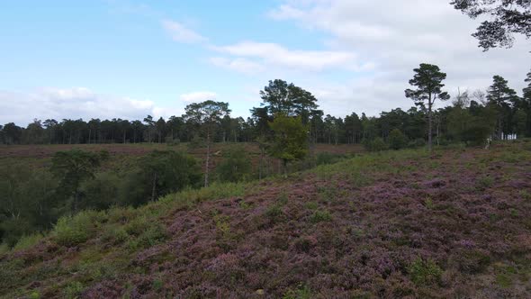 Countryside and woods in autumn, South Downs National Park, Haslemere in UK. Aerial drone view alt