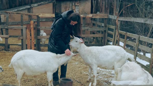 The Girl Strokes the Goat in the Pen