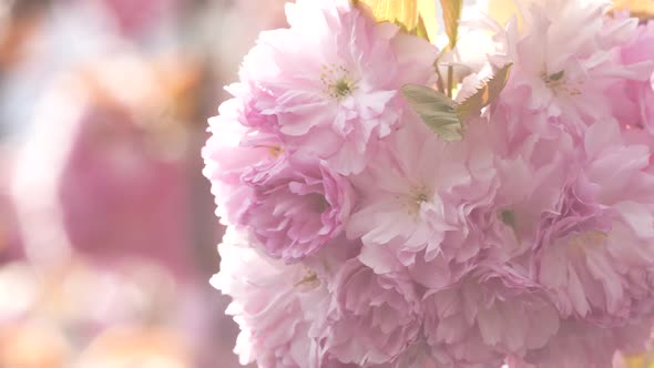 Japanese Cherry Blossom 26 alt
