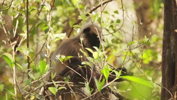 Goa, India. Funny Gray Langur Monkey With Newborn Sitting On Of Tree Branch. Monkey With Infant Baby alt