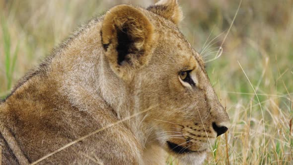 Calm Female Lion Turning Her Head In The Moremi Game Reserve, Botswana - Close up alt