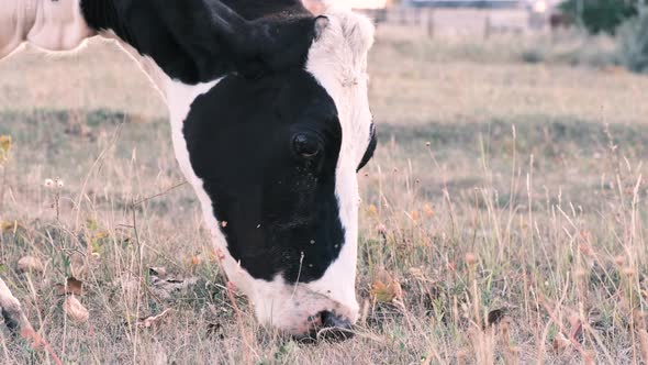 Cow Grazes in the Meadow and Eats Grass Side View Closeup  Slow Motion