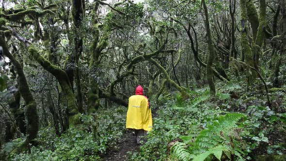 Woman hiking trough cloud forest in Garajonay national park on La Gomera alt