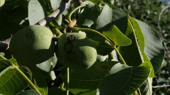 Shallow DOF Juglans seeds  on wind  4K 2160p 30fps UltraHD footage - Close-up of walnut tree branche alt