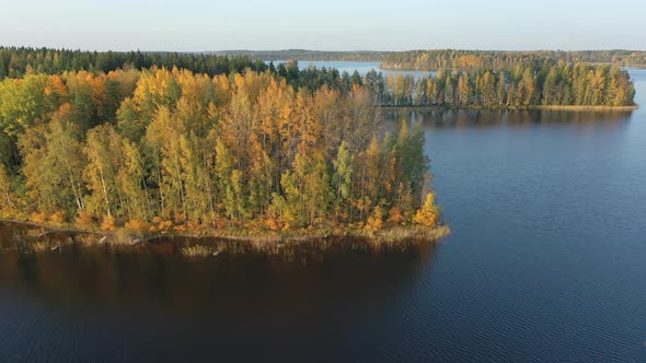 Hundreds of Trees on the Side of Lake Saimaa in Finland