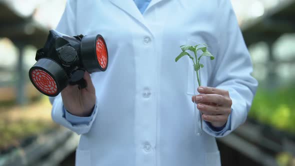 Scientist Holding Seedling in Flask and Facemask, Use of Agricultural Chemicals