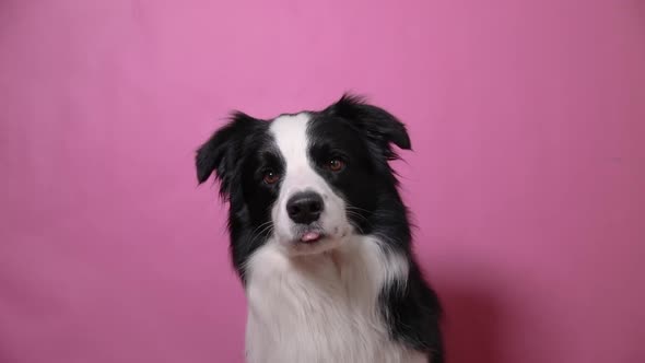 Funny Portrait of Cute Puppy Dog Border Collie Isolated on Pink Colorful Background alt