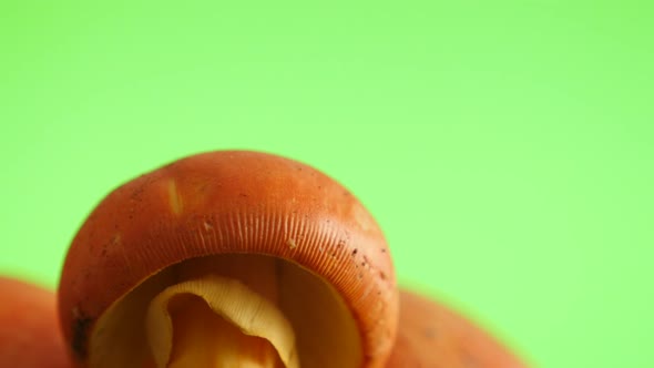 Mushroom Amanita caesarea  green screen slow tilt natural 4K 2160p UltraHD 30fps footage - Caesars m alt