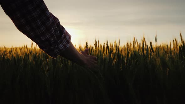 Farmer's Hand Looks at the Ears of Wheat at Sunset. The Sun's Rays Shine Through the Ears alt