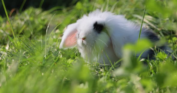 White rabbit with black spots mini lop sits on the lawn. Slow motion.