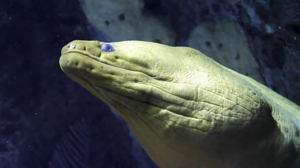 Moray Eel Against Coral Reef In Ocean Close Up Slow Motion
