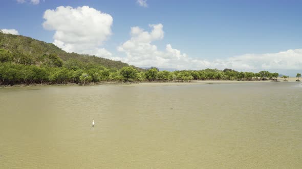  Aerial, Low Tide, Sand Ocean Bed, Mangroves and egret in Australia