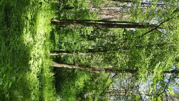 Vertical Video Aerial View Inside a Green Forest with Trees in Summer alt