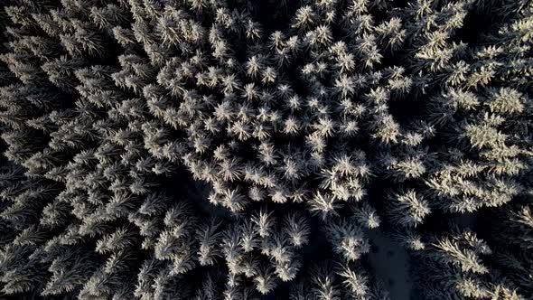 Aerial Top Down Shot of Snow Covered Frozen Pine Trees
