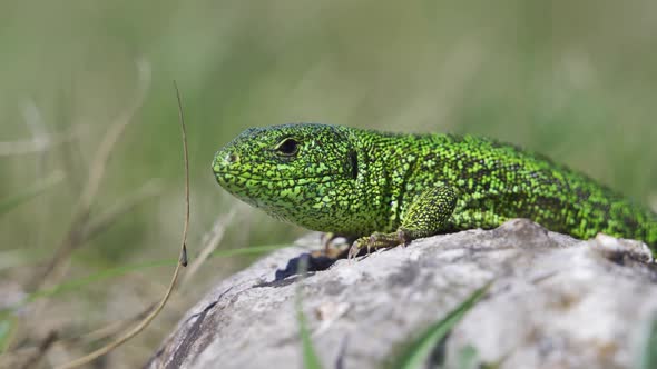 Male of European Green Lizard (Lacerta Viridis) on the Stone with Green Backround