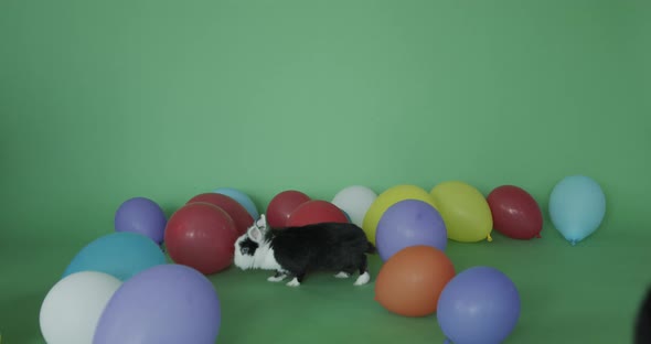 Rabbit and cat among balloons on the green screen