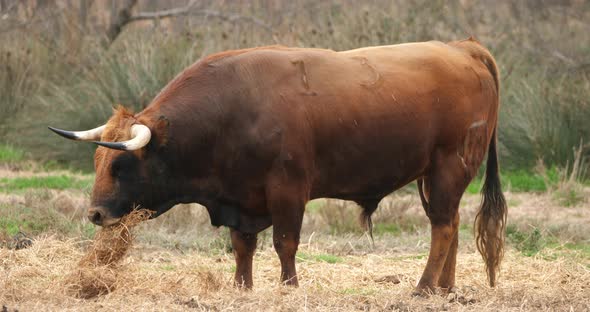 Spanish fighting bulls in the fields, Camargue, France alt