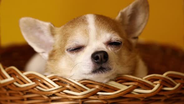 Chihuahua Dog Sits in a Basket on a Yellow Background