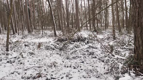 European Hare running in snowy forest (Lepus europaeus)  alt