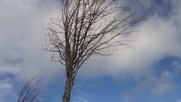 A slider shot with a parallax of a tree against a clear blue sky alt