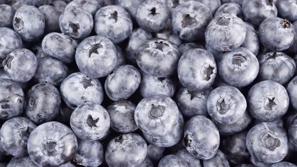 Freshly Picked Blueberries Fruit Background.