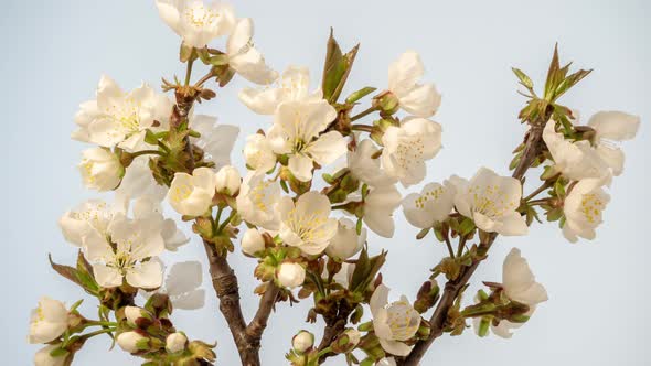 Sour Cherry Blossom Timelapse on White alt