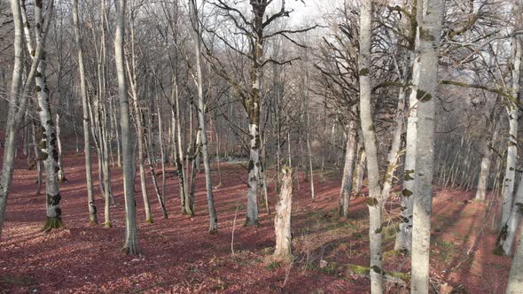 Flying through a winter Sabaduri forest. Georgia alt