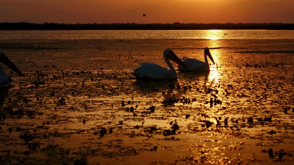 Silhouettes Of Great White Pelicans At Sunrise In Danube Delta alt